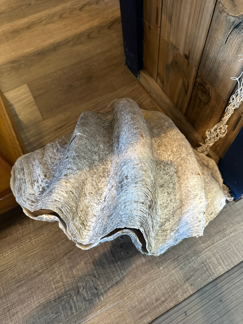 Side angled view of 17" giant clam pair with natural ridges – Tridacna gigas