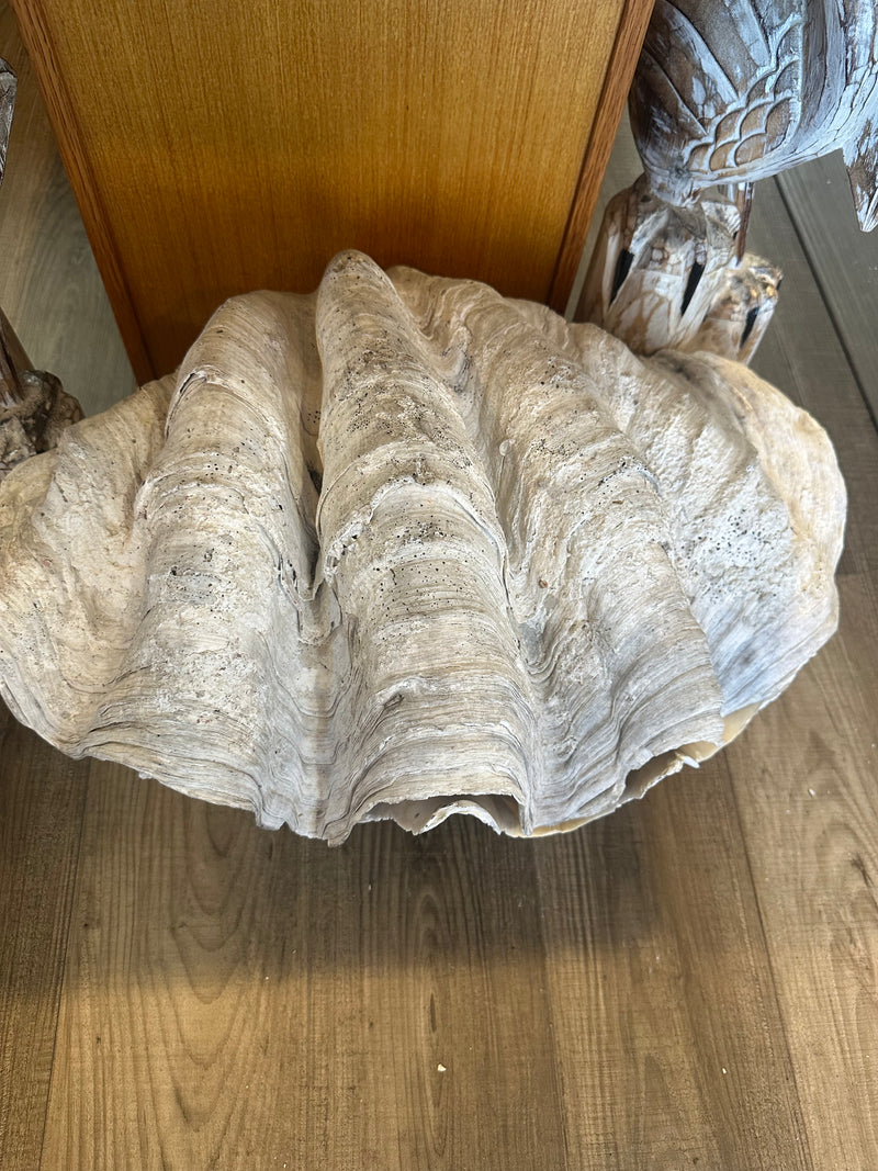 Top view of 28" giant clam pair shell – natural Tridacna gigas for coastal decor