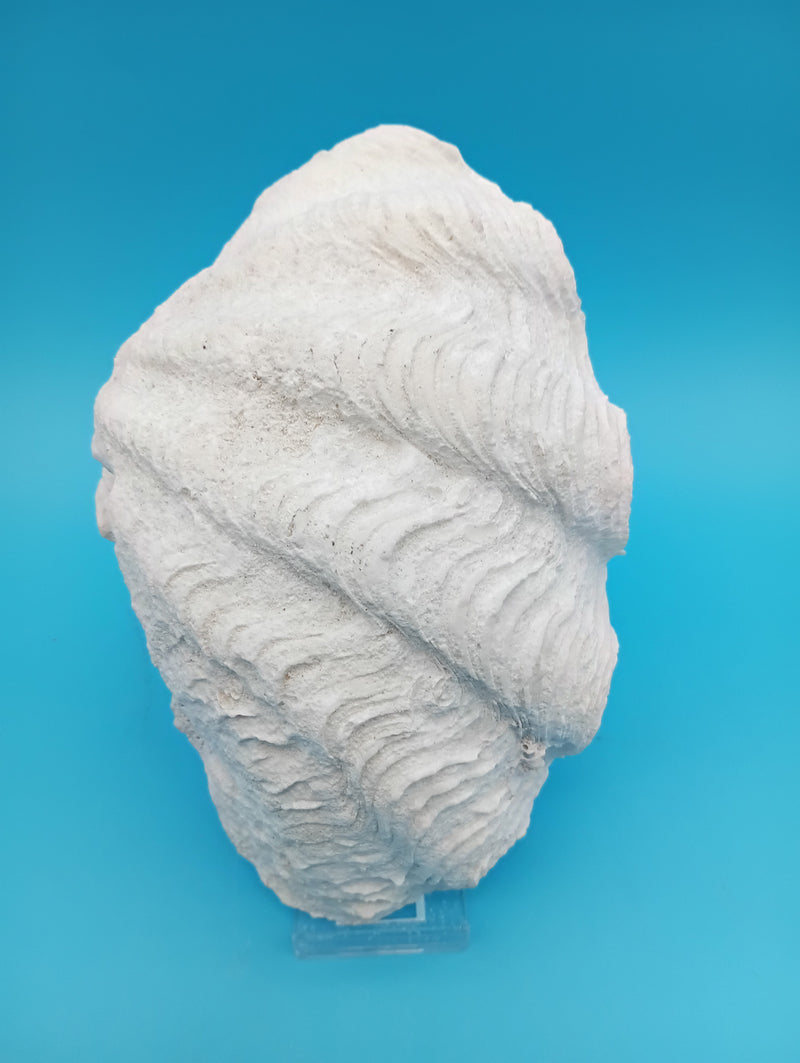 Tridacna derasa Derasa clam shell 7" collector specimen exterior view