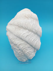 Tridacna derasa Derasa clam shell 7