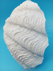 Derasa clam shell Tridacna derasa 7
