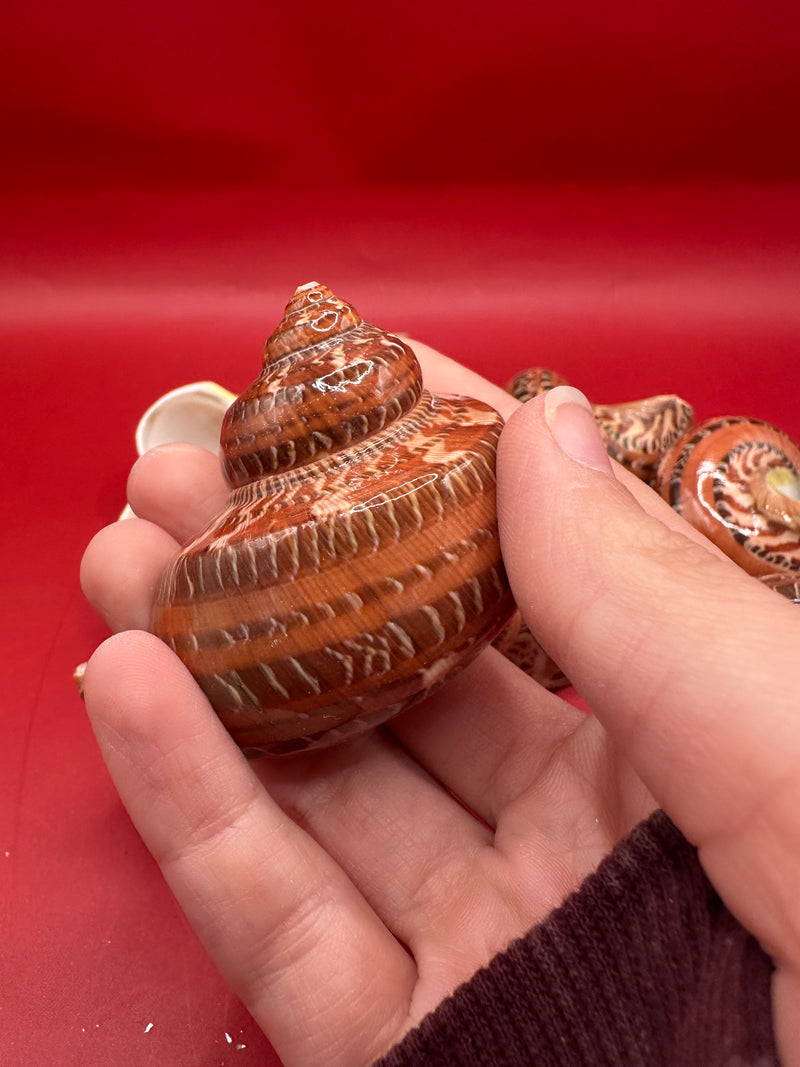 Turbo petholatus Polished Snakeskin Shell Display Piece
