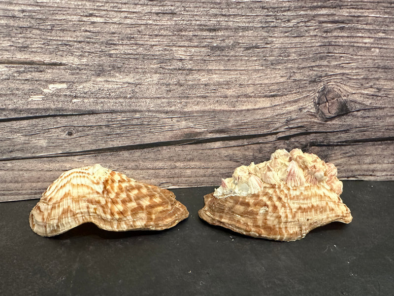 Large Turkey Wing Shell Pair featuring barnacle growth, displayed on a dark surface. Perfect for collectors and coastal-themed decor.