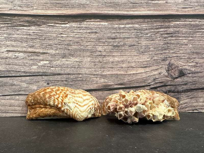 Large Turkey Wing Shell Pair featuring barnacle growth, displayed on a dark surface. Perfect for collectors and coastal-themed decor.