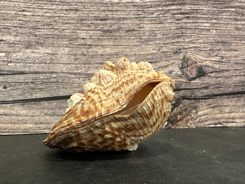 Large Turkey Wing Shell Pair featuring barnacle growth, displayed on a dark surface. Perfect for collectors and coastal-themed decor.