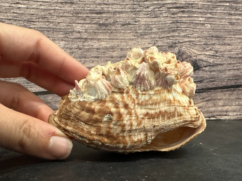 Large Turkey Wing Shell Pair featuring barnacle growth, displayed on a dark surface. Perfect for collectors and coastal-themed decor.