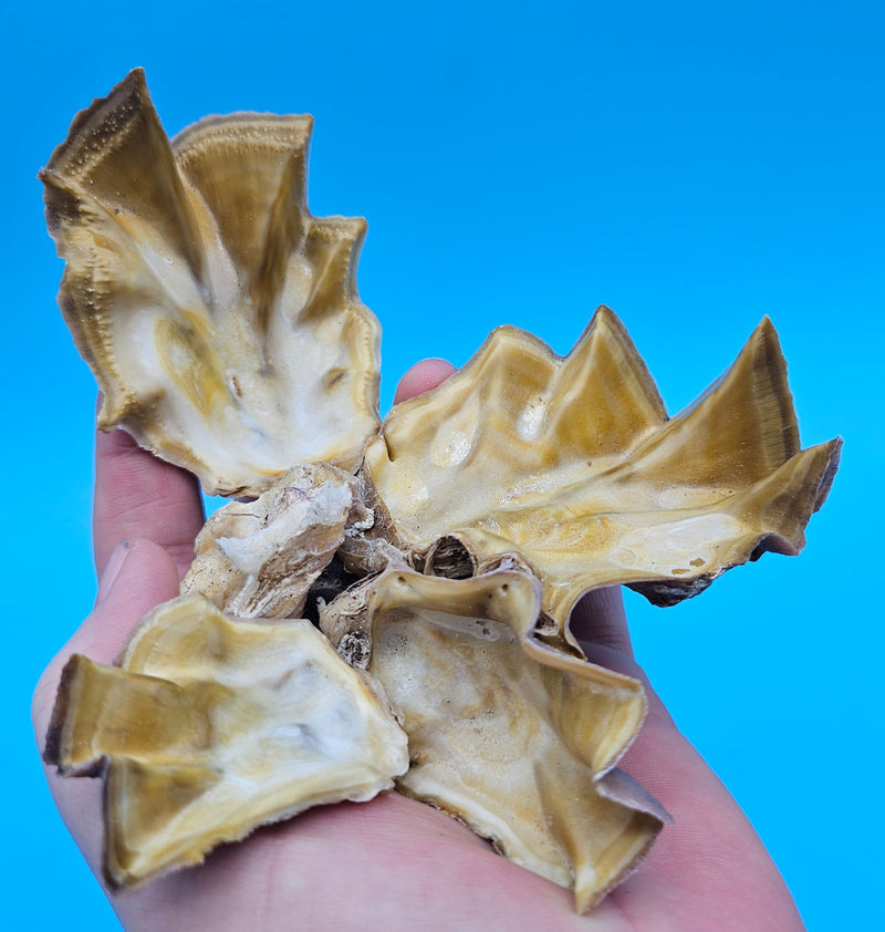 Natural Double Zigzag Oyster shell perfect for coastal art décor