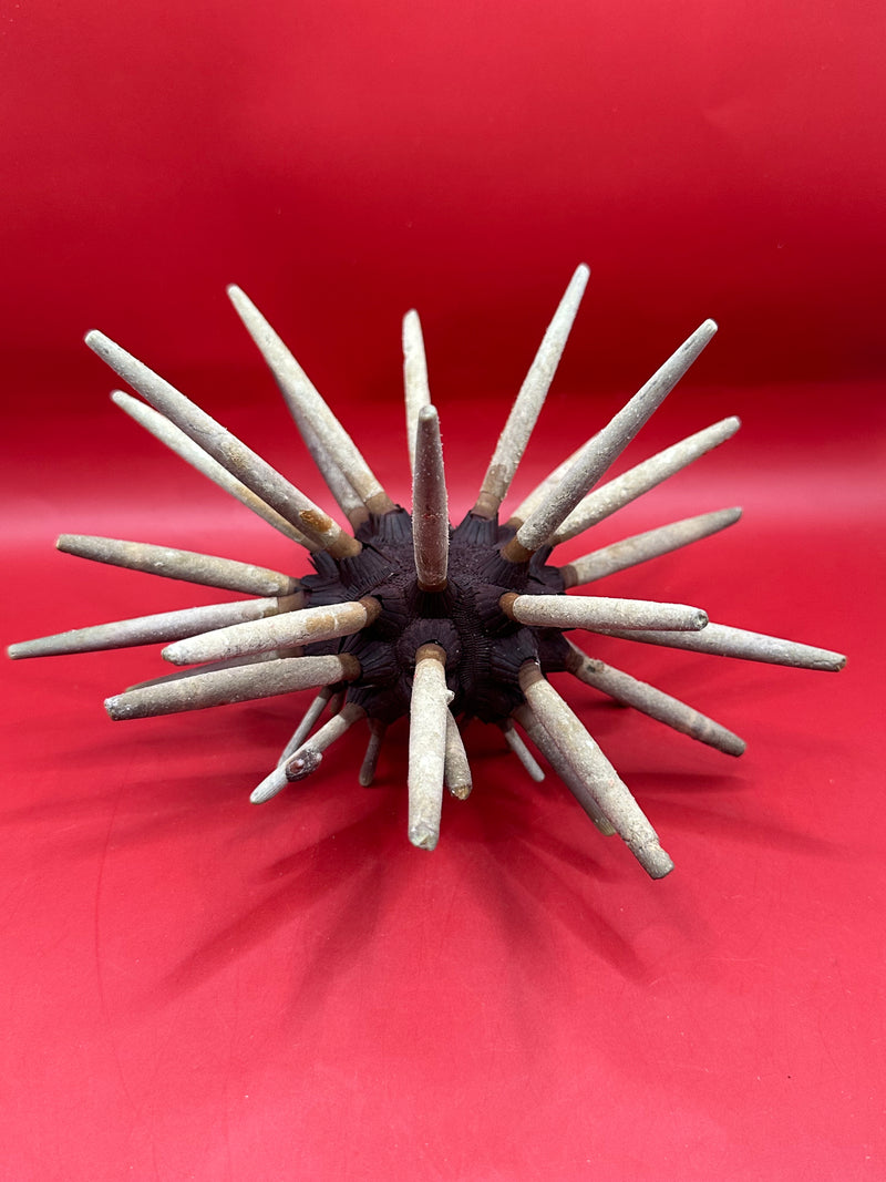 Underside view of club sea urchin specimen