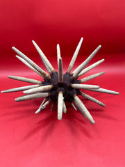 Underside view of club sea urchin specimen