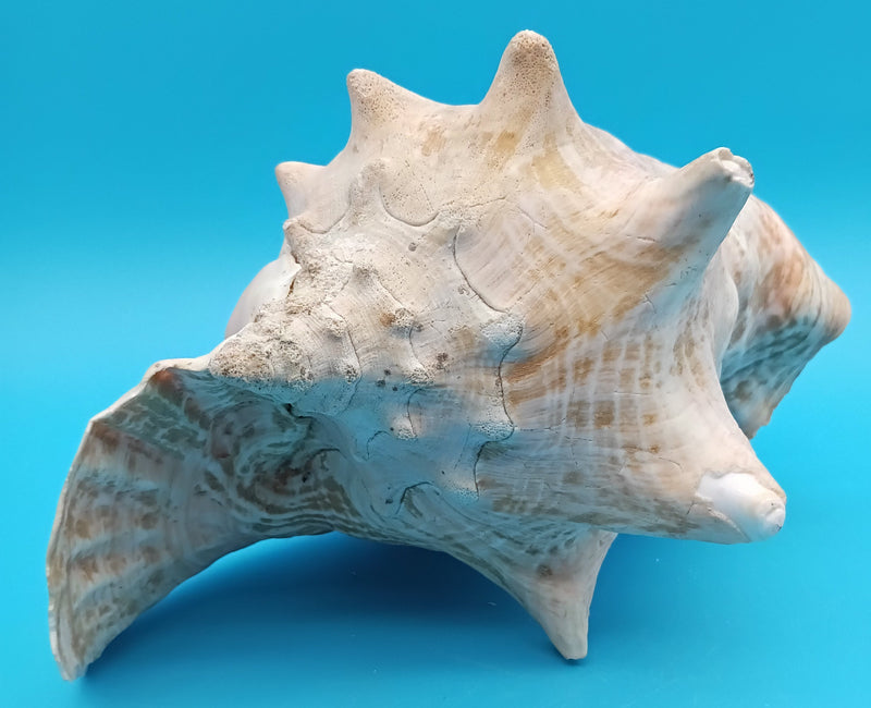 Large Queen Conch display shell for coastal styling