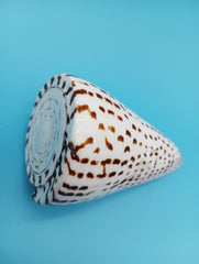 Upright polished Alphabet Cone display shell – 4 inch coastal home decor accent