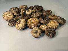 A mix of sea urchin shells placed in a cluster, showing the variation in patterns and raised spines.