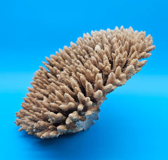 Brown vintage table coral Acropora hyacinthus – ocean display accent