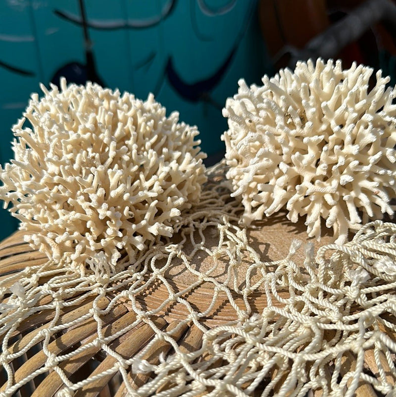 Angled close-up of vintage birdsnest coral specimen - decorative coastal home accent