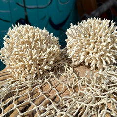 Angled close-up of vintage birdsnest coral specimen - decorative coastal home accent