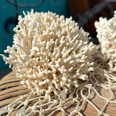 Vintage birdsnest coral specimen on wicker display - natural decorative coastal piece