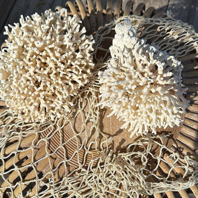 Pair of vintage birdsnest coral specimens displayed on wicker - natural coastal home decor accents