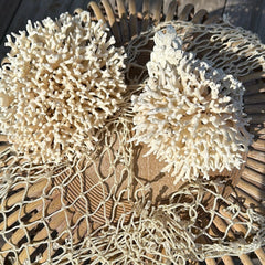 Pair of vintage birdsnest coral specimens displayed on wicker - natural coastal home decor accents
