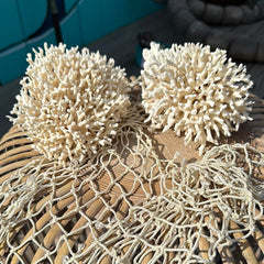 Group of two vintage birdsnest coral specimens side by side - coastal decorative display accents