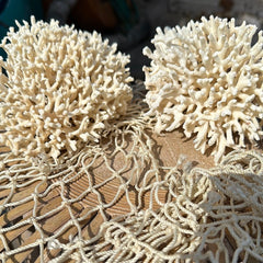 Side angled view of vintage birdsnest coral specimens - decorative coastal accent pieces