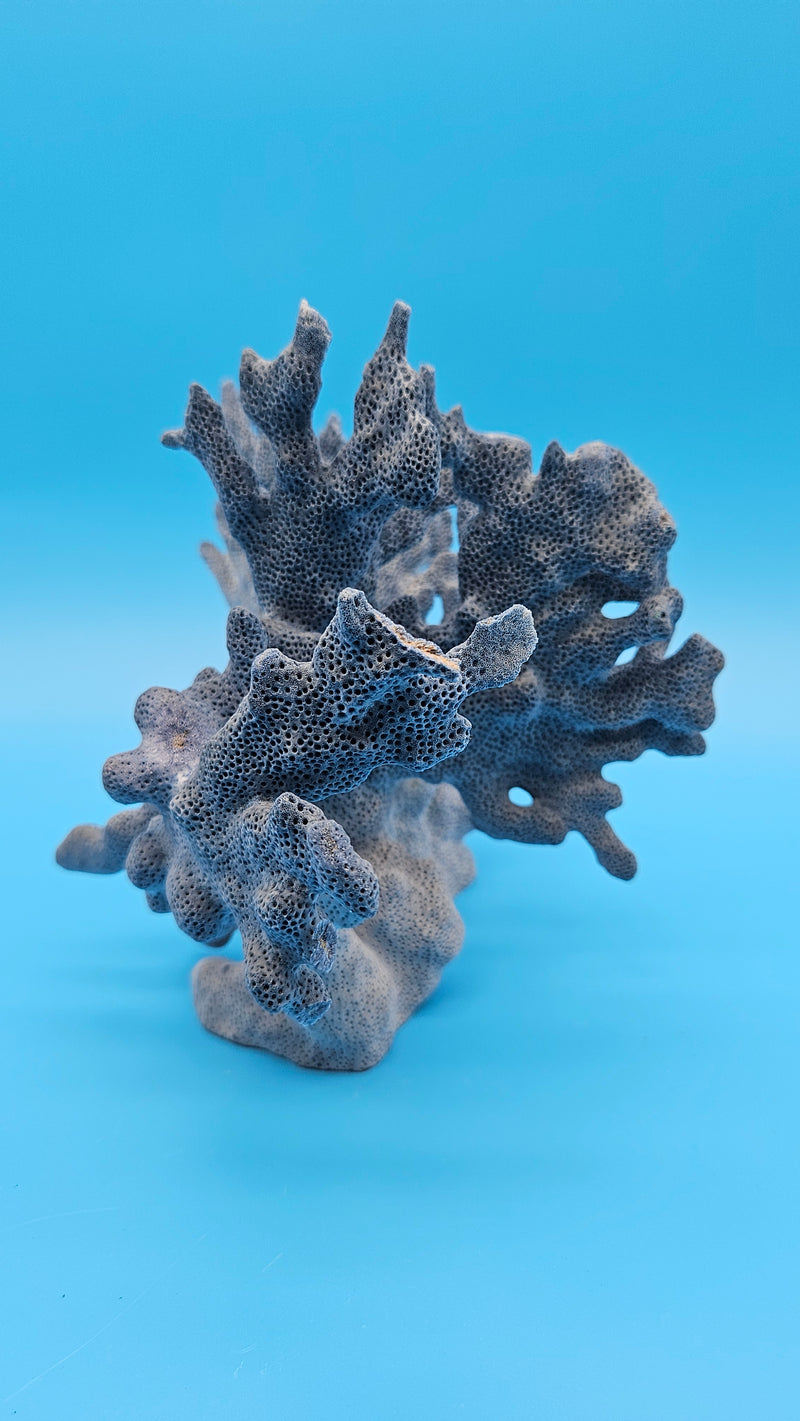 Vintage Blue Ridge Coral branching ocean-inspired decor