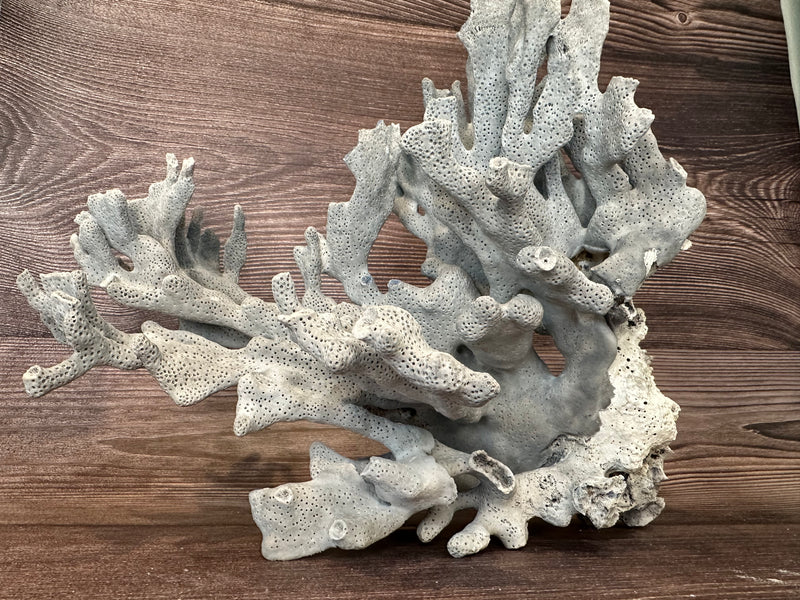Angled view of branching Blue Ridge coral specimen - coastal decorative accent