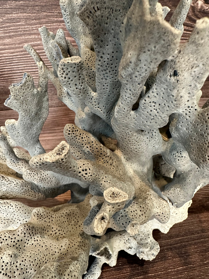 Close-up detail of vintage Blue Ridge coral branches - natural decorative coral specimen
