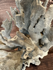 Close-up detail of vintage Blue Ridge coral branches - natural decorative coral specimen