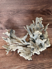 Overhead angled display of vintage Blue Ridge coral - coastal decorative coral piece