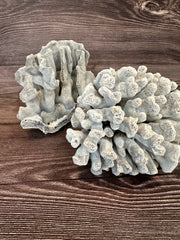Pair of vintage Blue Ridge coral specimens on wood background - coastal decorative accents