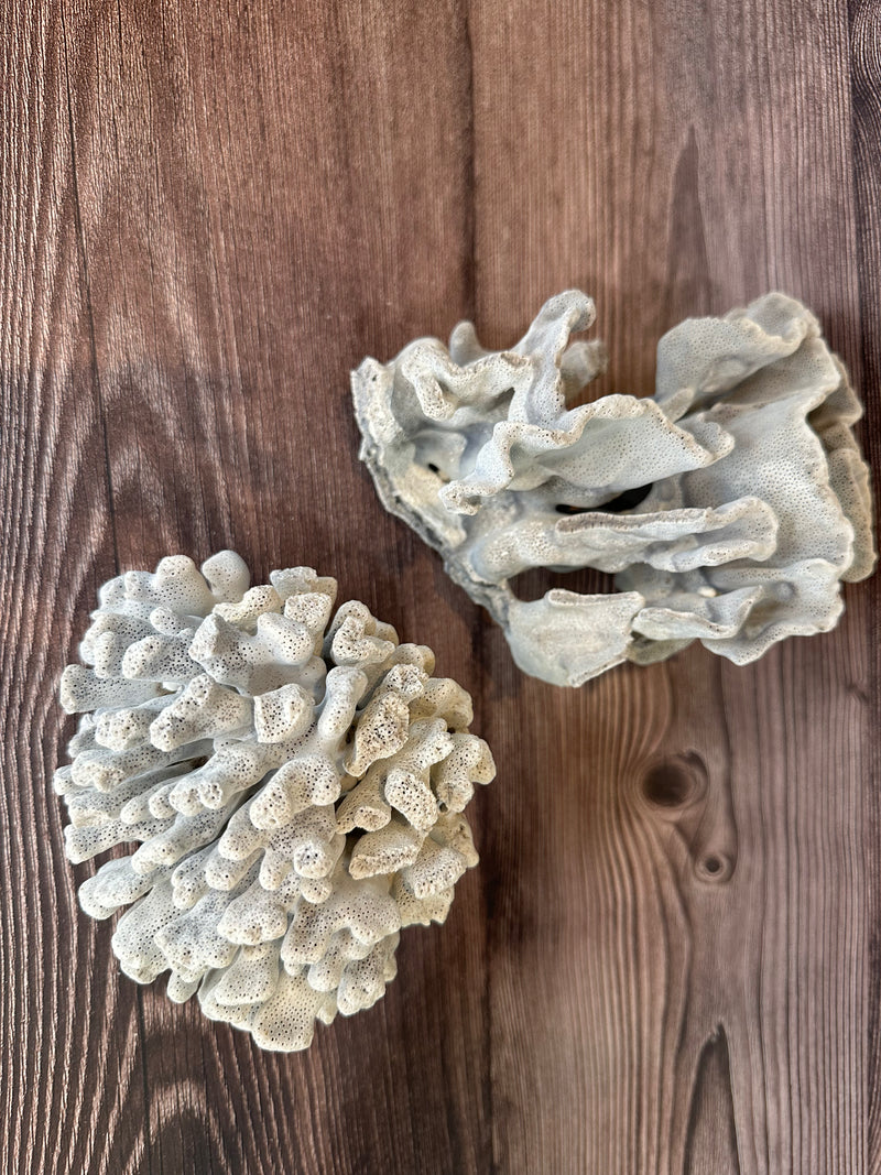 Two vintage Blue Ridge coral specimens displayed together - coastal home decor accents