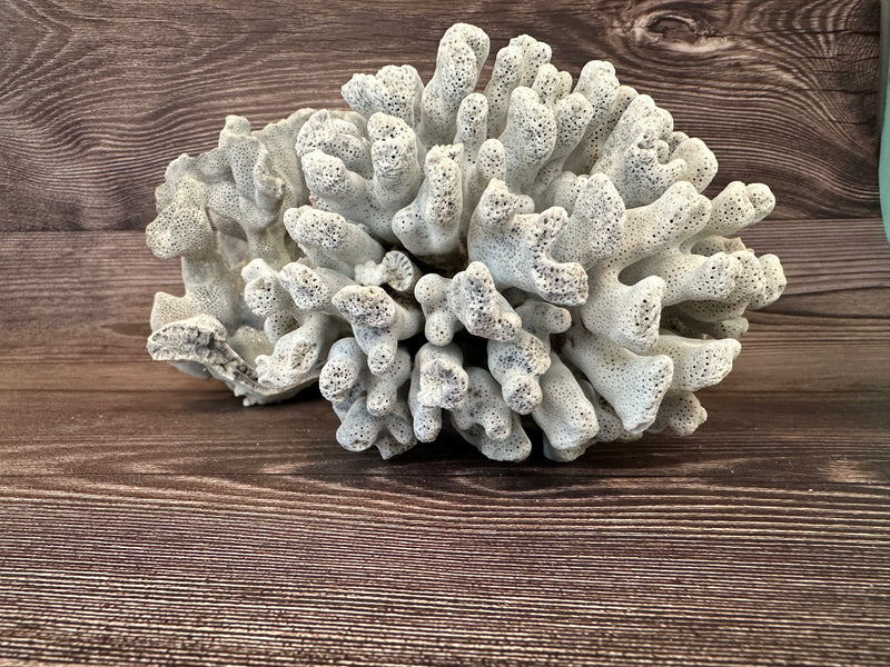 Side view of vintage Blue Ridge coral specimen - natural coastal decor piece