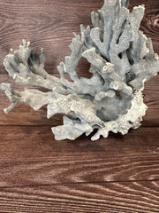 Vintage Blue Ridge coral specimen on wood background - decorative natural coastal piece