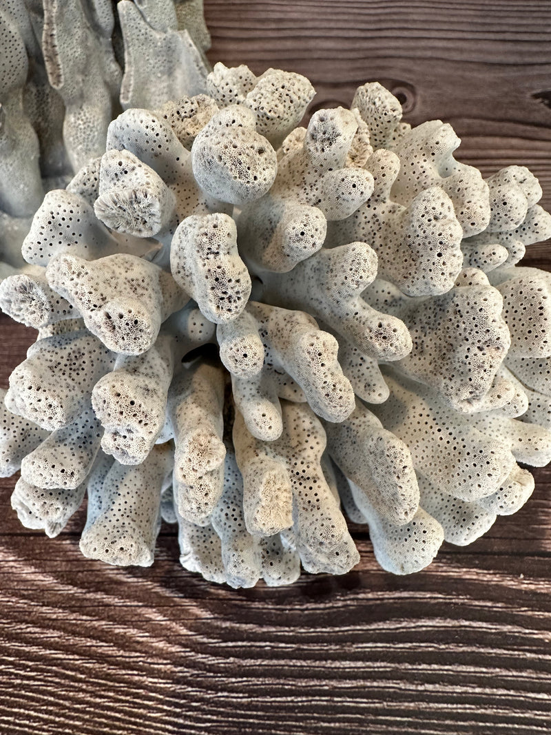 Vintage Blue Ridge coral top view showing textured branches - decorative coral accent