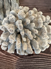 Vintage Blue Ridge coral top view showing textured branches - decorative coral accent