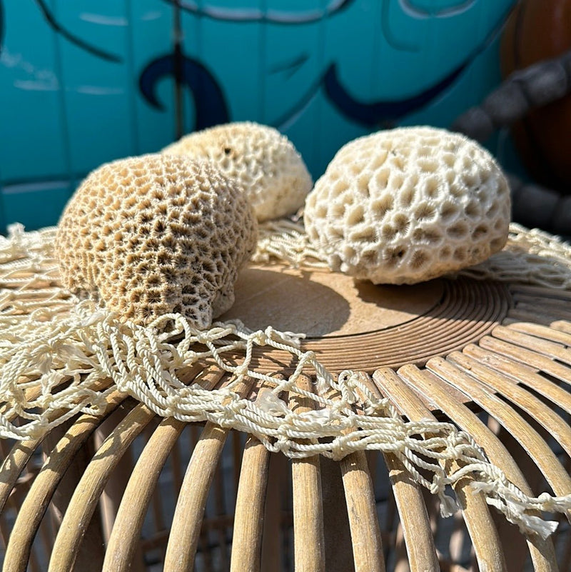 Close-up of vintage brain coral specimen surface texture - natural decorative coral piece