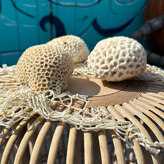 Close-up of vintage brain coral specimen surface texture - natural decorative coral piece