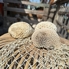 Group of vintage brain coral specimens displayed on wicker - natural coastal home decor accents
