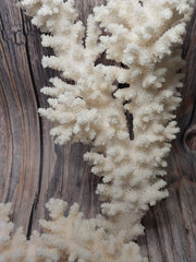 Vintage branch coral specimen angled close-up - natural decorative coral texture