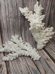 Pair of vintage branch coral specimens displayed together - coastal decorative accents