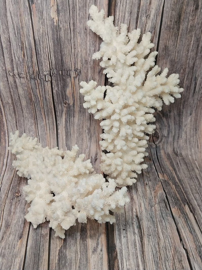 Two vintage branch coral specimens on wood background - decorative coastal display