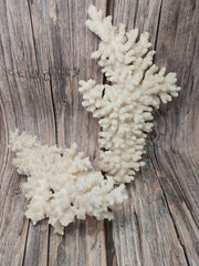 Two vintage branch coral specimens on wood background - decorative coastal display