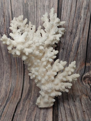 Vintage branch coral specimen on wood background - natural coastal home decor accent