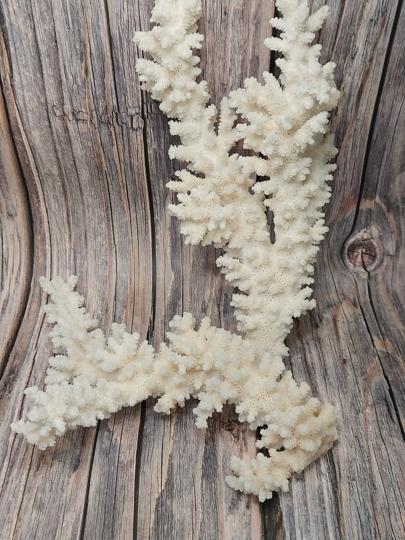 Vintage branch coral specimen angled close-up - natural decorative coral texture