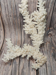 Vintage branch coral specimen angled close-up - natural decorative coral texture