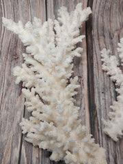 Top view of vintage branch coral specimen - natural decorative coral display