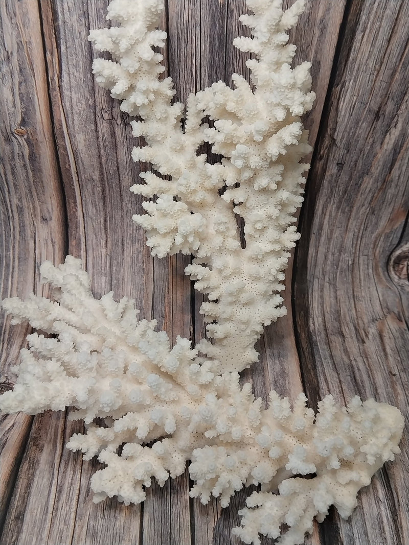 Vintage branch coral specimen displayed upright - coastal decorative accent