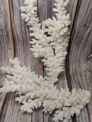 Vintage branch coral specimen displayed upright - coastal decorative accent