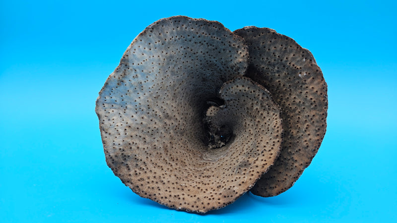 Vintage cup coral for coastal décor - natural marine piece