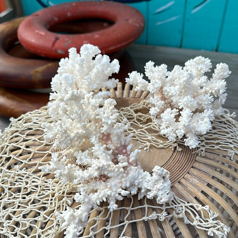 Front view of vintage Brownstem coral specimen with clustered branches - coastal decorative accent